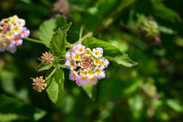 Shrub verbena flowers