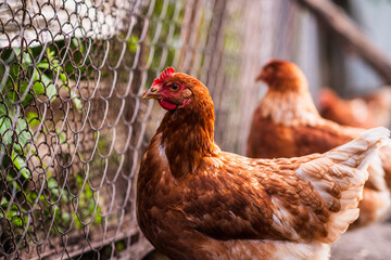 Brown hen wandering in a sunny farmyard among other chickens on a warm afternoon