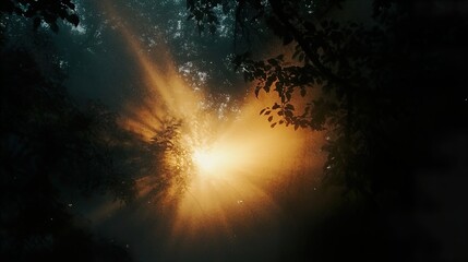 Fototapeta premium Golden Sunlight Through Forest Trees