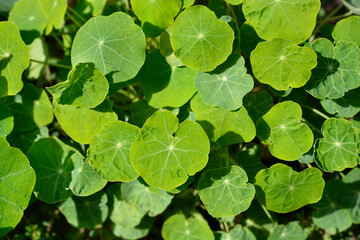 Garden nasturtium leaves