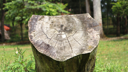 A trunk on the grass. Wooden log in the park