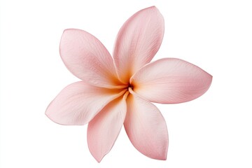 Closeup of beautiful flower in shades of pink isolated on white background