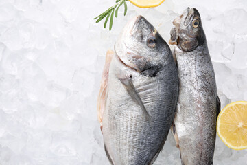 Sea food. Different types of raw fish, lemons and rosemary on ice cubes, flat lay. Space for text