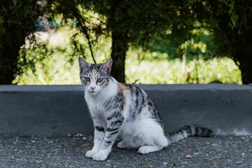 Obraz premium Calico cat on concrete path