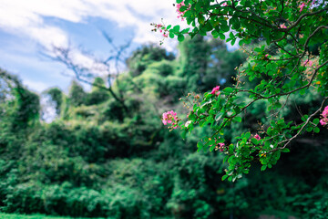 サルスベリと空