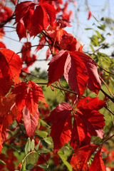 Virginia creeper plant with bright red leaves n autumn. Red climbing vine Parthenocissus...