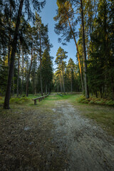 Fototapeta premium A path through a forest with a bench along the way