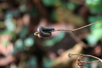 Black segmented Tachypodoiulus niger, european species of millipede on plant 