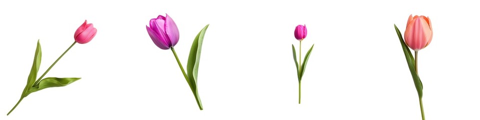 A single tulip in a vibrant pink hue, isolated on a pristine white background. The simplicity and elegance of the composition evoke a sophisticated, high-end advertisement feel, perfect for