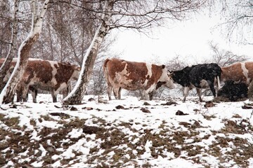 Cows in snowy rural Romania