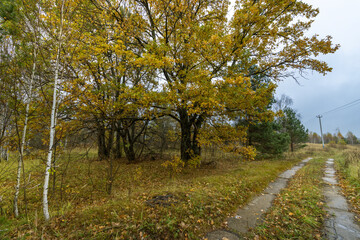Obraz premium A road with a tree in the middle of it
