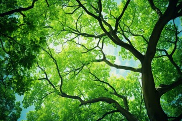 Obraz premium Tranquil view of sunlight shining through lush green tree leaves against a clear sky