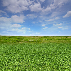 限りなく続く緑と青空、手前にピントを合わせた空想の風景