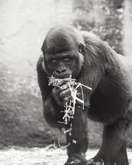 black and white © Tonykhoa