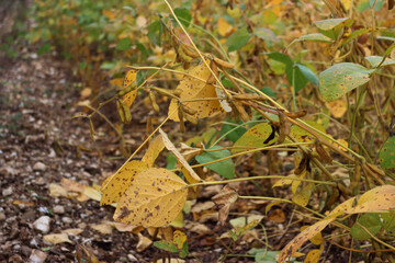 Close-up of yellow and green  Soybean field on a sunny day. Cultivated Glycine max 