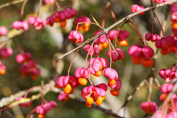 Obraz premium Geöffnete Fruchtkapseln des Pfaffenhütchens - Euonymus europaeus - im Herbst