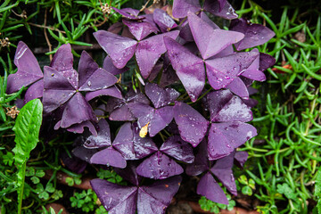 purple and green leaves