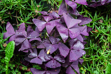 purple and green leaves