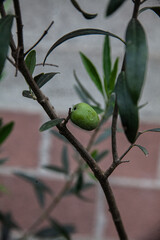 green olives on tree