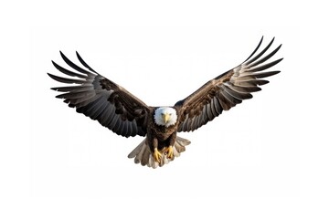 Naklejka premium Eagle flying animal bird.