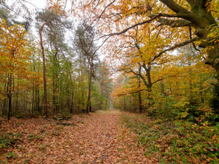 Obraz premium Nature reserve de Zwarte Dennen, Overijssel province, The Netherlands
