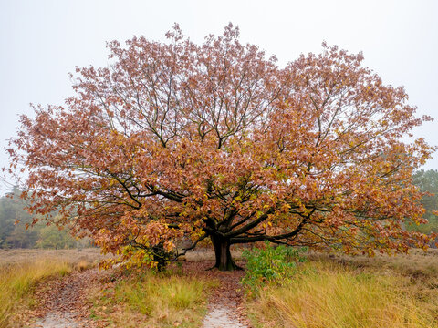 Nature reserve de Zwarte Dennen, Overijssel province, The Netherlands