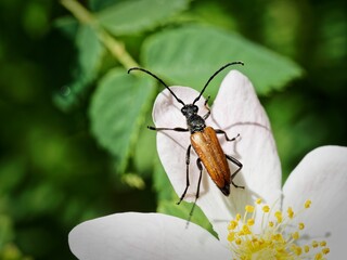Longhorn beetle on white flower
