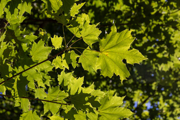 the green foliage of maples in sunny weather