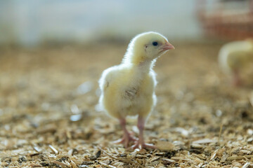small chickens with yellow fluff in the large hall of the poultry farm