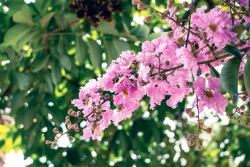 Obraz premium Beautiful Pink and White Tabebuia Rosea Flowers