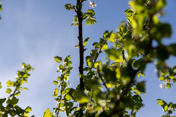 growing edible gooseberry berries in rural areas