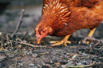 A brown hen pecking at the ground in a rustic farmyard during the afternoon sunshine while other chickens roam nearby