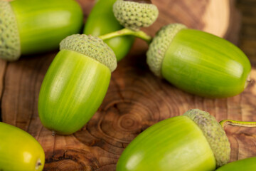 details of green immature oak acorns in close-up