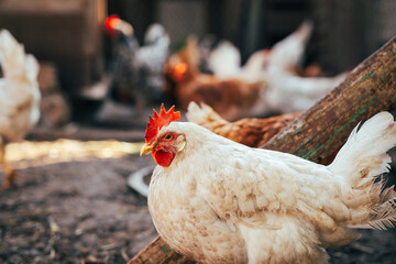 Chickens foraging in a sunny farmyard surrounded by wooden logs during a warm afternoon in rural countryside