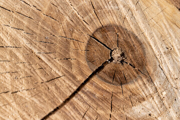 a log made of walnut wood in close-up