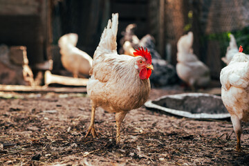 Chickens foraging in a sunny farmyard surrounded by wooden logs during a warm afternoon in rural countryside
