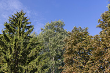 green needles of the pine coniferous tree in sunny weather