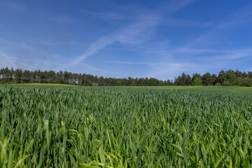 a large amount of green wheat that grows actively in spring