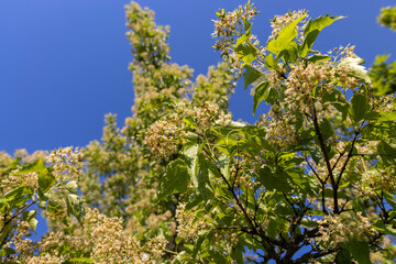 a beautiful maple tree in May in spring