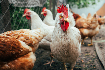 Chickens foraging in a sunny farmyard surrounded by wooden logs during a warm afternoon in rural countryside