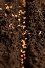 seeds of the same radish variety sown in fertile soil