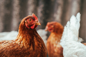 A close-up of a brown hen observing its surroundings in a garden during a sunny afternoon in the countryside