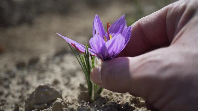 Collection of saffron crocus flower