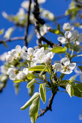 sunny weather in an orchard with pears