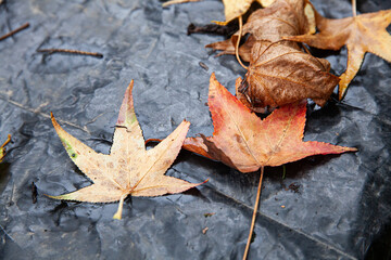 autumn leaf and water