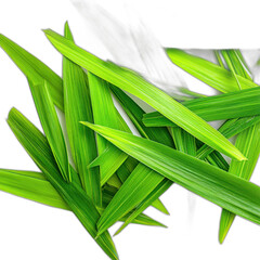 Obraz premium Lush green palm leaves isolated transparent background tropical nature texture