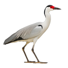 White faced heron bird with red beak standing transparent background wildlife photography