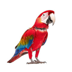 Scarlet macaw parrot with colorful feathers transparent background