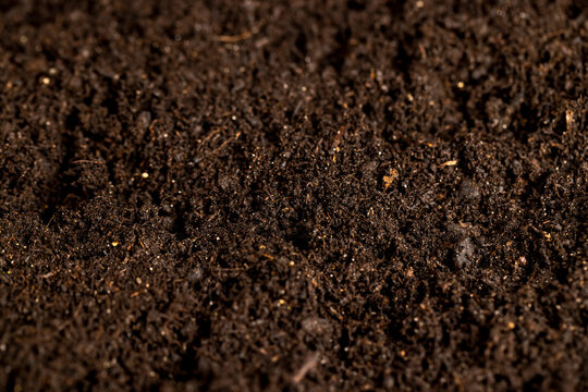 mixed soil with the addition of peat to increase fertility