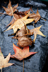 autumn leaf and water